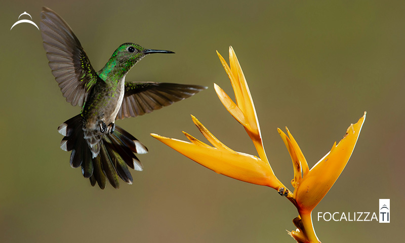 Francesco Russo, consulenze per gestire gli effetti negativi dell'economia dell'attenzione, workhaolism, burnout, information overload, nomofobia, multitasking, stress e infodemia, attraverso la metacognizione per il benessere digitale